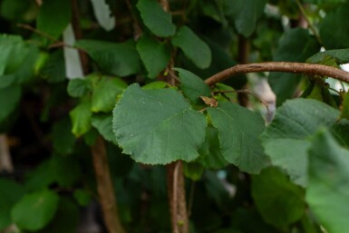 Corylus colurna cépée