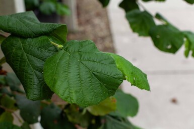Corylus colurna cépée