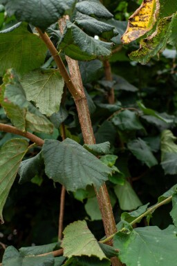 Corylus colurna cépée