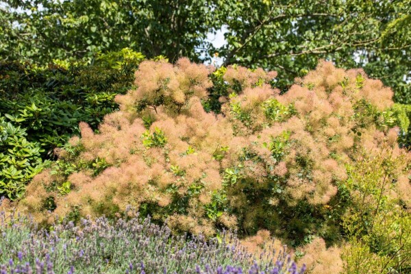 Cotinus coggygria cépée