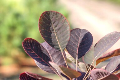 Cotinus coggygria cépée