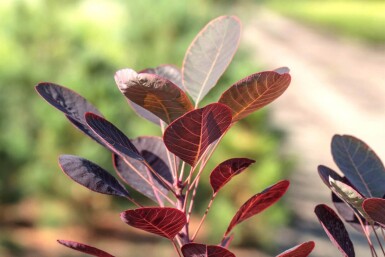 Cotinus coggygria cépée