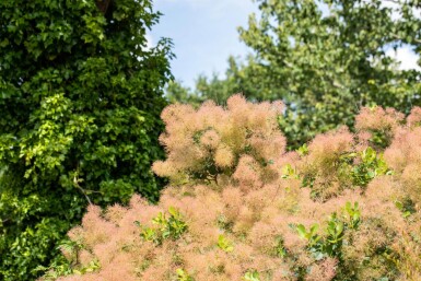 Cotinus coggygria cépée