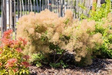 Cotinus coggygria cépée