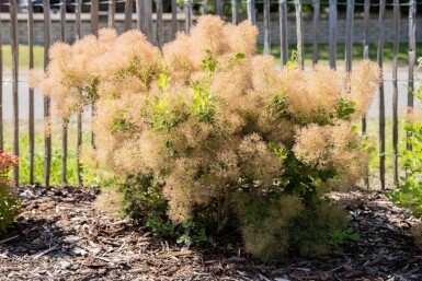 Cotinus coggygria cépée