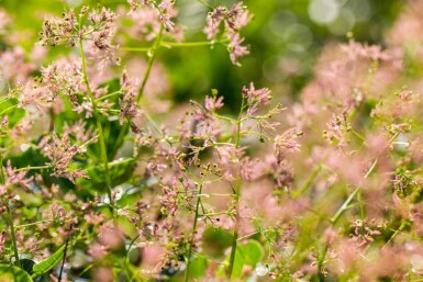 Cotinus coggygria cépée