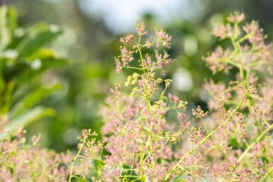 Cotinus coggygria cépée