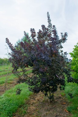 Cotinus coggygria 'Royal Purple' cépée