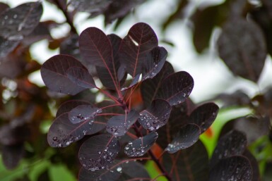 Cotinus coggygria 'Royal Purple' cépée