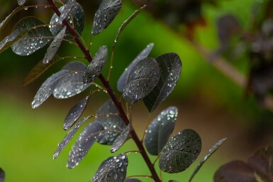 Cotinus coggygria 'Royal Purple' cépée