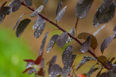 Cotinus coggygria 'Royal Purple' cépée