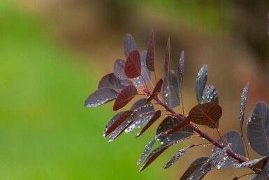Cotinus coggygria 'Royal Purple' cépée