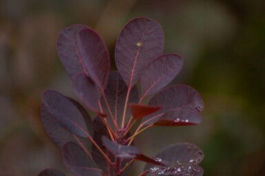 Cotinus coggygria 'Royal Purple' cépée