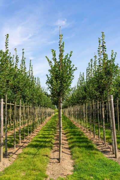 Crataegus crus-galli haute-tige