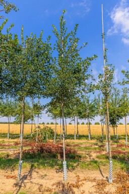 Crataegus crus-galli haute-tige