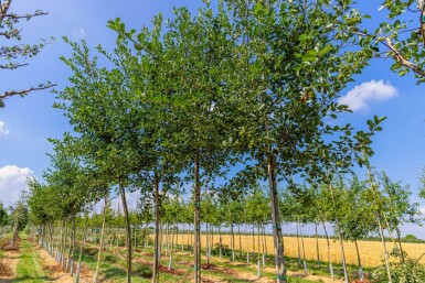 Crataegus crus-galli haute-tige