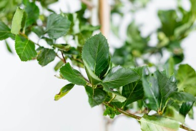 Crataegus crus-galli haute-tige