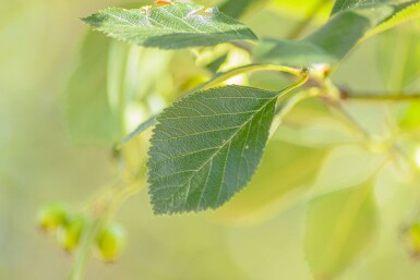 Crataegus crus-galli haute-tige