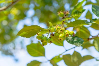 Crataegus crus-galli haute-tige