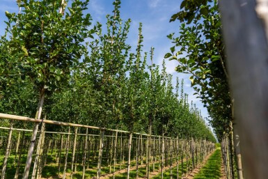 Crataegus crus-galli haute-tige