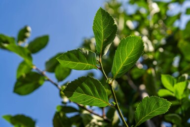 Crataegus crus-galli haute-tige