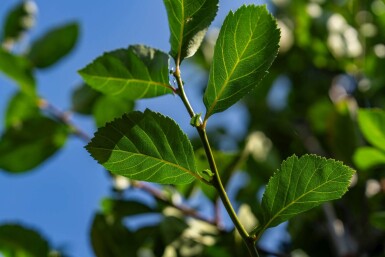 Crataegus crus-galli haute-tige