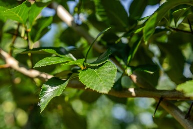 Crataegus crus-galli haute-tige