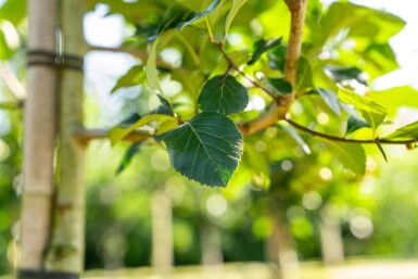 Crataegus crus-galli haute-tige