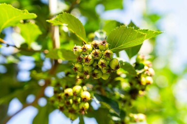 Crataegus crus-galli haute-tige