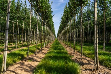 Crataegus crus-galli haute-tige