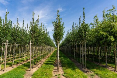Crataegus crus-galli haute-tige