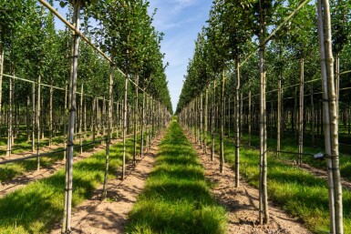 Crataegus crus-galli haute-tige