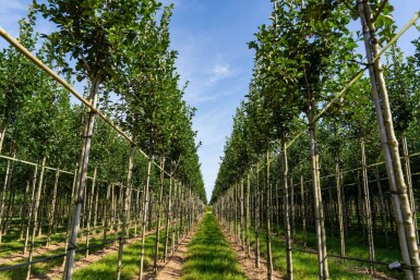 Crataegus crus-galli haute-tige