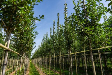 Crataegus crus-galli haute-tige