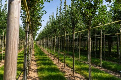Crataegus crus-galli haute-tige