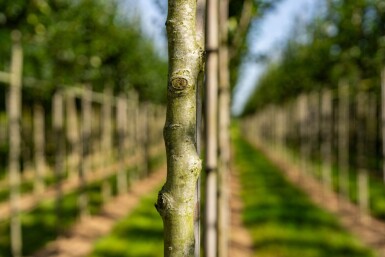 Crataegus crus-galli haute-tige