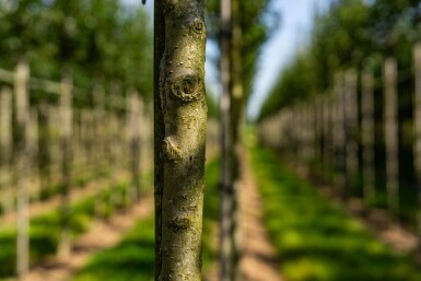 Crataegus crus-galli haute-tige