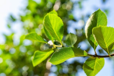 Crataegus crus-galli haute-tige