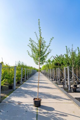 Crataegus laevigata haute-tige