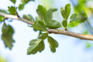 Crataegus laevigata haute-tige