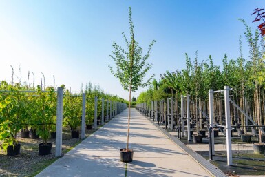 Crataegus laevigata haute-tige