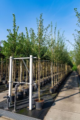 Crataegus laevigata haute-tige