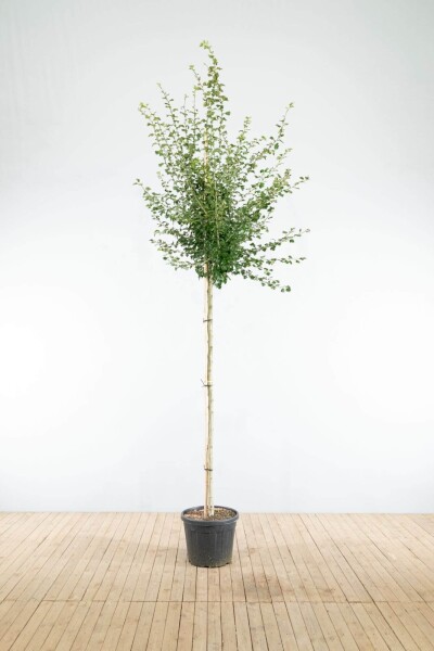 Crataegus x media 'Paul's Scarlet' haute-tige 6/8