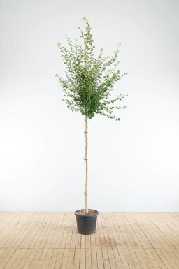 Crataegus x media 'Paul's Scarlet' haute-tige
