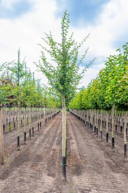 Crataegus x media 'Paul's Scarlet' haute-tige