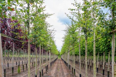 Crataegus x media 'Paul's Scarlet' haute-tige 6/8