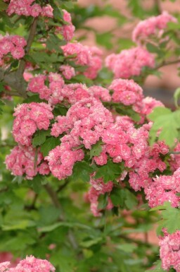Crataegus x media 'Paul's Scarlet' haute-tige 6/8