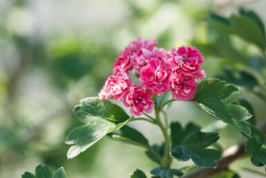 Crataegus x media 'Paul's Scarlet' haute-tige 6/8