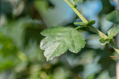 Crataegus x media 'Paul's Scarlet' haute-tige 6/8