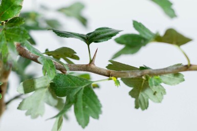 Crataegus x media 'Paul's Scarlet' haute-tige 6/8